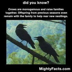 two crows sitting on top of a tree branch with the caption did you know?