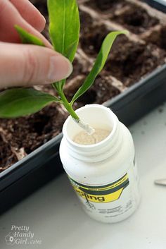 a hand is holding a small green plant in a bottle with dirt on the ground