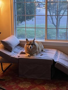 a dog laying on top of a couch in front of a window