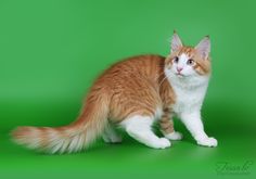 an orange and white cat sitting on top of a green background in front of a camera