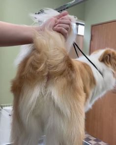 the dog is getting his hair cut at the veterinator's office desk