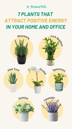 the 7 plants that attract positive energy in your home and office