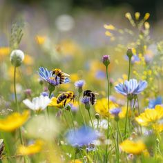 a field full of blue and yellow flowers with two bees on it's back