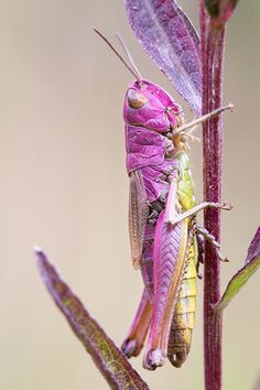 a close up of a grasshopper on a plant