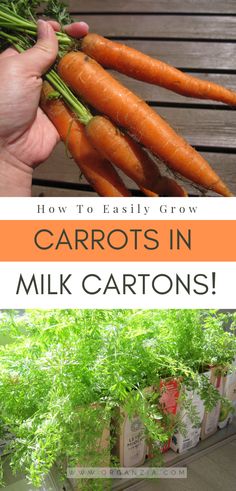 carrots in milk cartons with the title how to easily grow carrots in milk carts