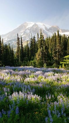 wildflowers in the foreground with a snow - capped mountain in the background