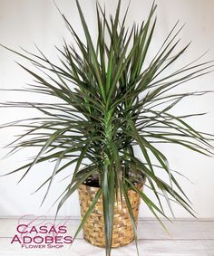 a large green plant in a wicker basket