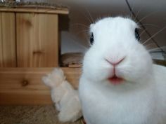 a white rabbit sitting next to a wooden box