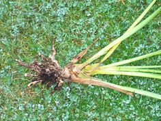 a plant that is growing out of the ground in the grass with some dirt on it