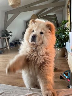 a fluffy dog standing on its hind legs