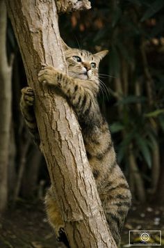 a cat climbing up the side of a tree