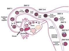 Pregnancy Signs And Symptoms, Fertilization Process, Prenatal Development, Ovulation Calculator, Work For, Pregnancy Calendar, Human Embryo, Pregnancy Calculator, Early Pregnancy Signs