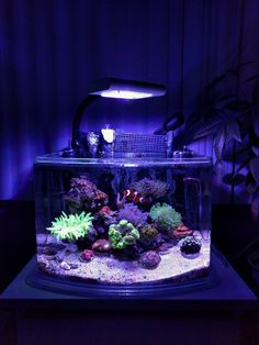 an aquarium filled with lots of different types of plants and fish in it's tank