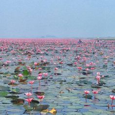 a large body of water with lots of pink flowers floating on it's surface