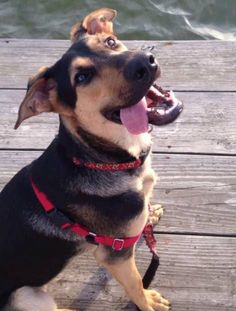 a dog sitting on a wooden dock with its tongue hanging out and his mouth open