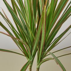 a close up of a plant with long thin green leaves and brown tips on it