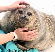 a person petting a seal on the head of it's owner in an enclosure