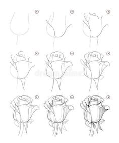 how to draw roses step by step drawing instructions for beginners royalty illustration on white background