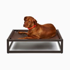 a brown dog laying on top of a metal tray