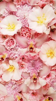 pink and white flowers with yellow stamens in the center, close up view