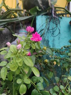 pink flowers are blooming in the garden next to some rocks and plants with green leaves