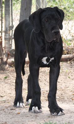 a large black dog standing on top of a dirt ground next to a tree and fence