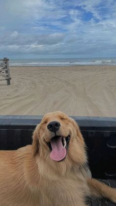 a dog is sitting in the back of a truck at the beach with its tongue hanging out