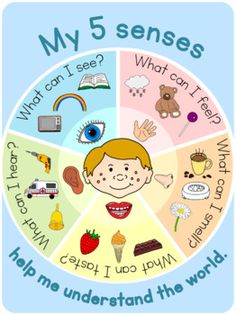 a child's wheel with the words, what can i see? and what can i eat?