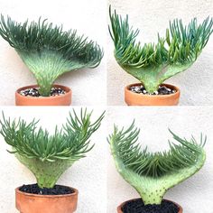 four different views of a green plant in a pot