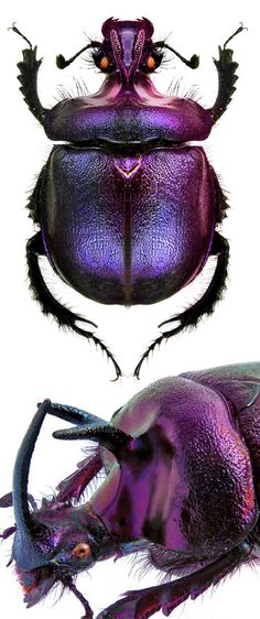 an image of two different types of bugs on a white background, one is purple and the other is black