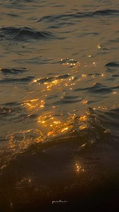 a bird is sitting on the water at sunset