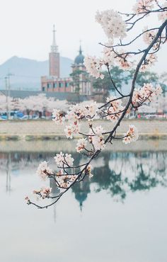 cherry blossoms are blooming in front of a body of water with a clock tower in the background