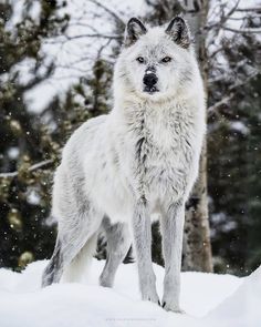 a white wolf standing on top of snow covered ground