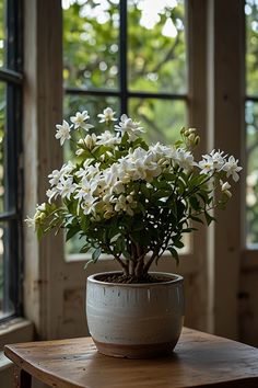 a potted plant sitting on top of a wooden table in front of two windows