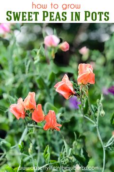 some orange and pink flowers in a field