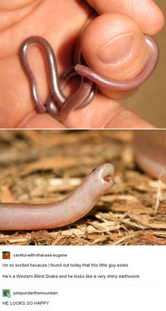 a hand holding a small snake in it's right hand and another photo of a lizard on the left