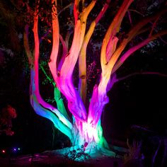 an illuminated tree in the dark with bright lights on it's trunk and branches