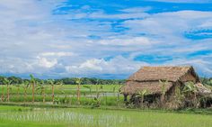 a small hut in the middle of a rice field with palm trees and blue sky