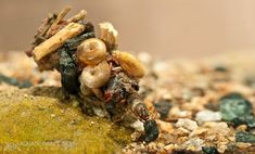 a close up of a small insect on top of some rocks and gravel with other insects around it