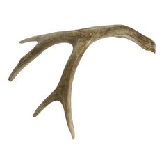 an antler is shown against a white background