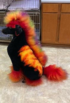 a dog dressed up like a rainbow colored poodle sitting on the floor in front of a cage