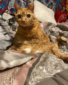 an orange cat laying on top of a pile of clothes and blankets with stuffed animals in the background