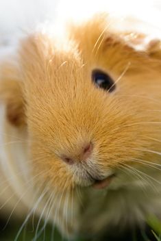 a brown and white hamster sitting in the grass