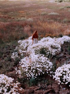 a woman standing in a field full of white flowers