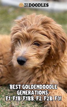 a small brown dog laying on top of a grass covered field with the words best goldendoodle generations