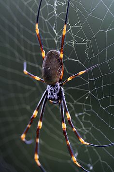 a close up of a spider on its web