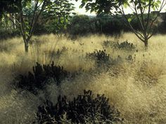 the grass is very tall and brown with little leaves on it, as well as some trees