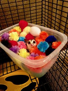 a small animal in a plastic container filled with colorful pom poms and balls