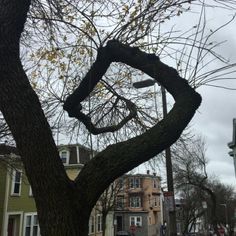 a tree that is in the middle of a street with cars and buildings behind it