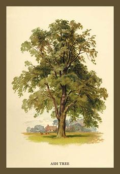 an illustration of a tree with green leaves and brown branches, in the middle of a field